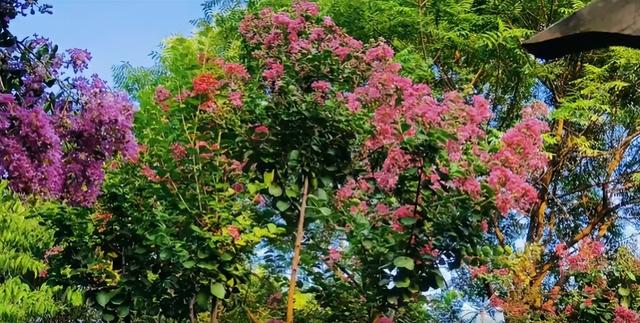 大美泌阳：梁河两岸 繁花盈岸