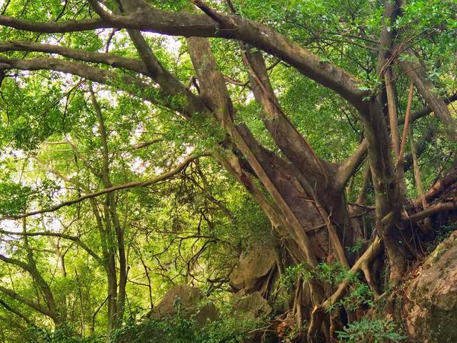 “若得一日闲 山中品千年” 游泉州清源山