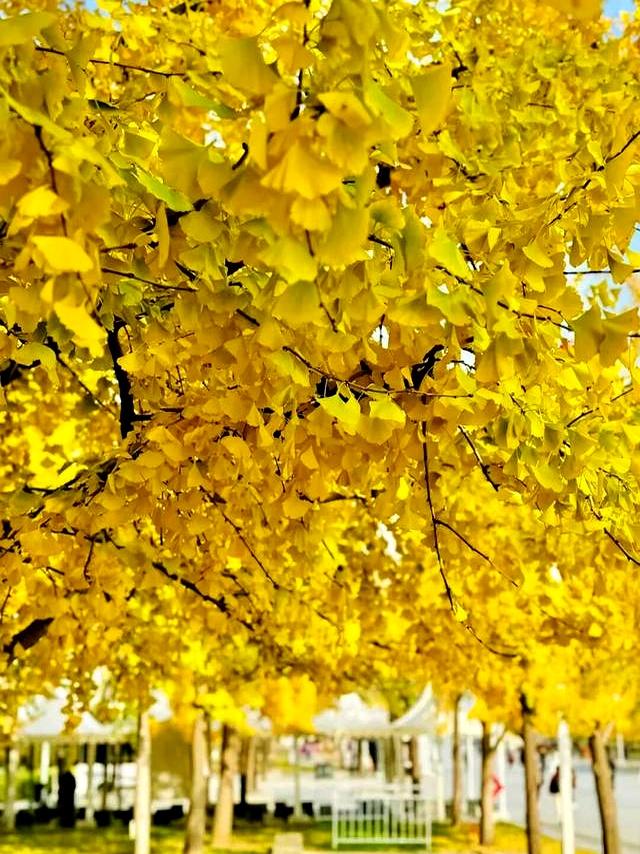 北京深秋“值得”逛得3处公园，景色一个比一个唯美！