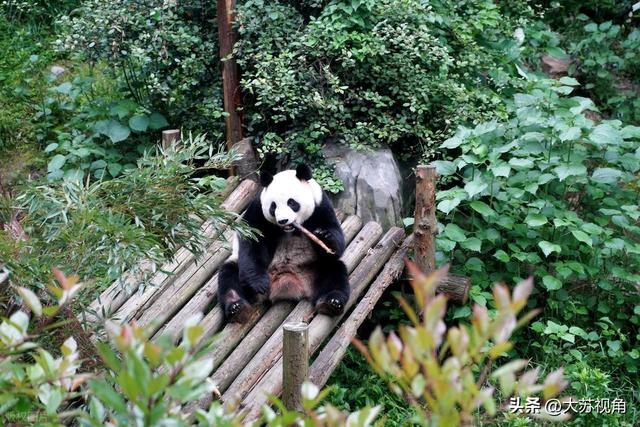 南京刚拿下“活力之城”！苏超狂揽78亿，红山吸粉600万