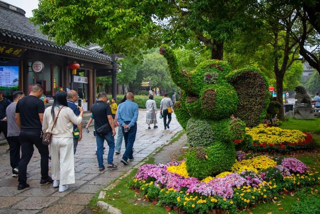 双节限定！菊与古城的千年约会