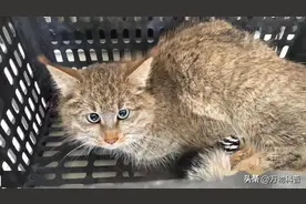 甘肃拍到一只猫上新闻，专家说是一级保护动物，其实就是狸花猫？图片