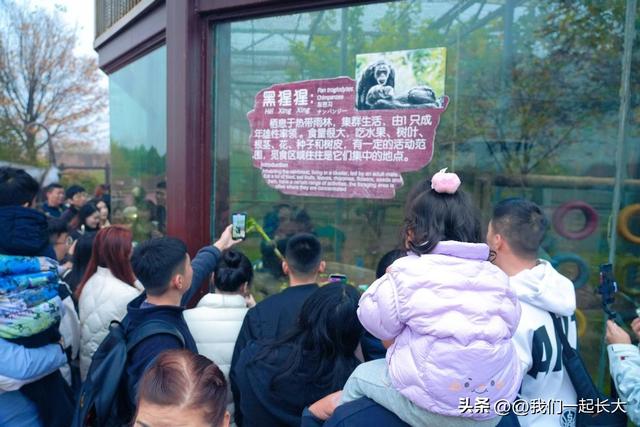 入乡随俗天花板！山东黑猩猩 “巧克力” 啃章丘大葱，萌化了