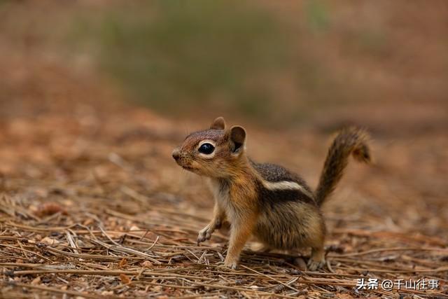 狼影谣：枣庄骑友的冬日山野奇遇