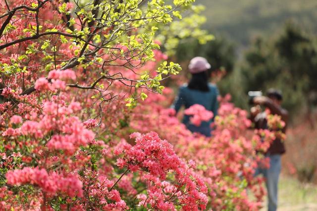 满山遍野的映山红