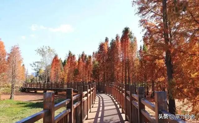 后悔来晚了,地铁直达的免费宝地,遛娃拍照绝佳,周末立刻出发。