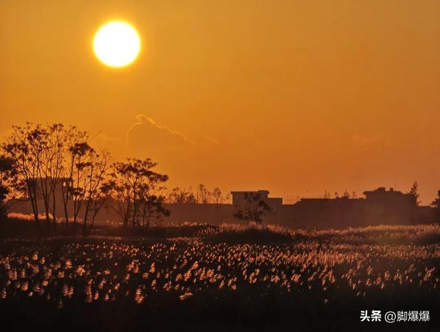 芦花似雪秋意浓！来吴阳，赴一场浪漫的芦荻之约