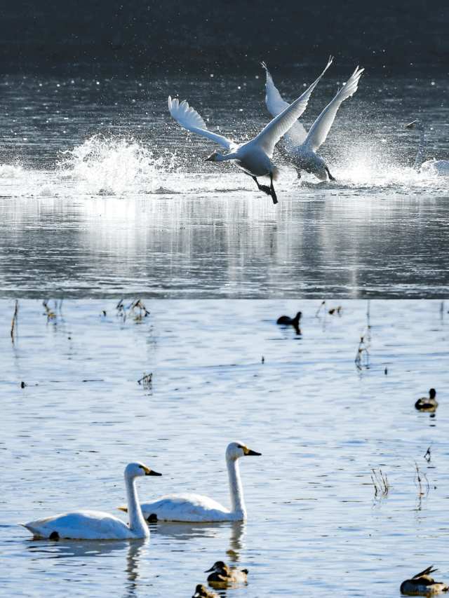 山东变身“候鸟天堂”，点击Get冬日限定浪漫