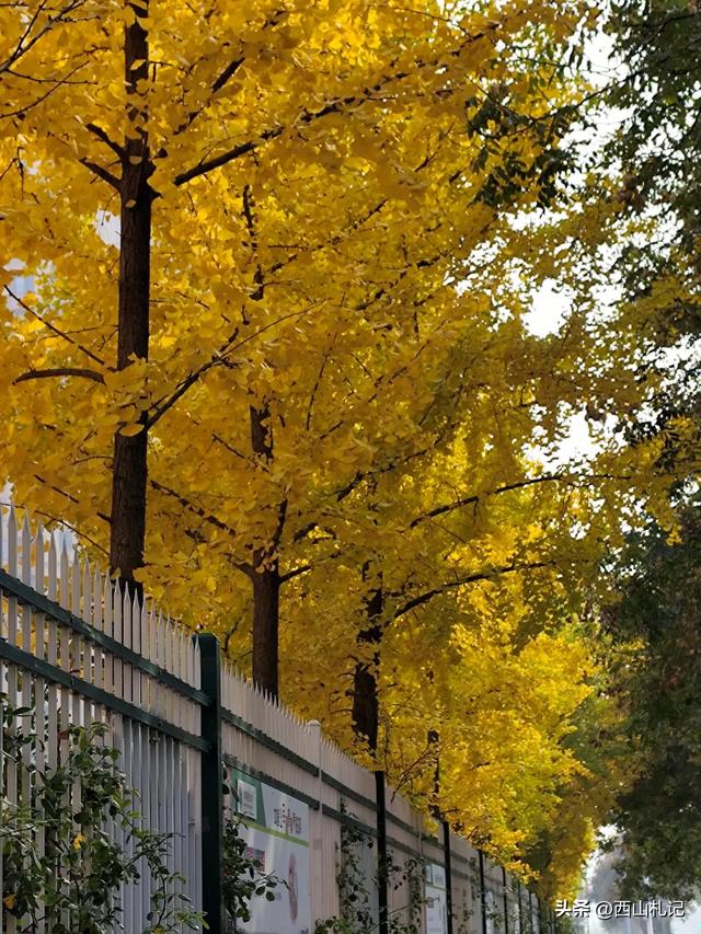 五线小城里的银杏大道，美翻全网的深秋景色原来在这里