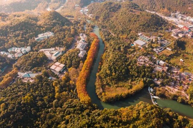 秋末冬初 | 漫步花溪黄金大道，坠入自然挥就的鎏金幻梦！