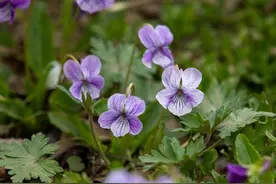 女人害怕失去你，才会有这样的表现，男人要懂得图片