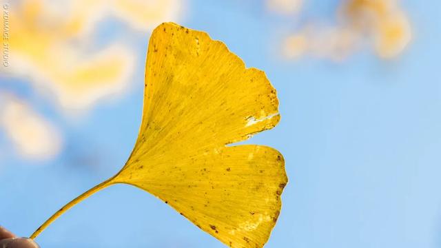 我愿称腾冲为秋季的天花板！银杏、温泉、古镇，来过的人都不想走