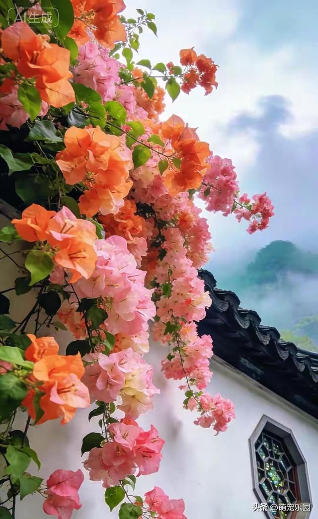 三角梅美得让人窒息，绚烂色彩如彩虹洒落，我完全不敢相信