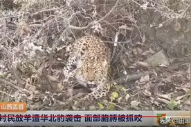 事发山西！华北豹袭击放羊村民，意外还是人祸？事件背后疑点重重图片