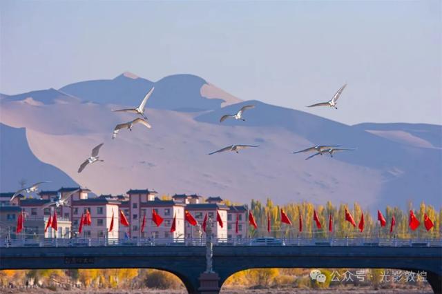 金秋时节：敦煌党河风情线上白鹭翩跹