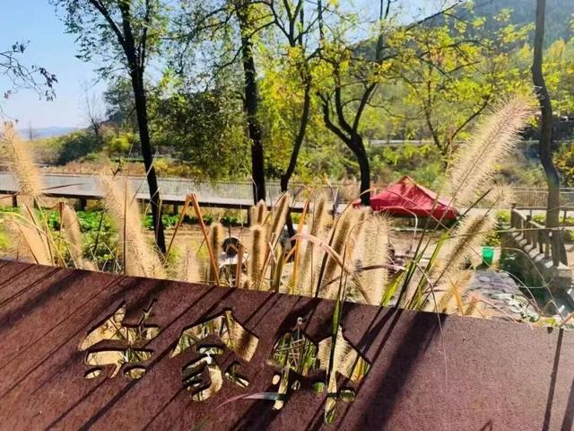 跟着色彩游临沂 | 柿子熟了・田园采摘之旅，承包你的秋日快乐