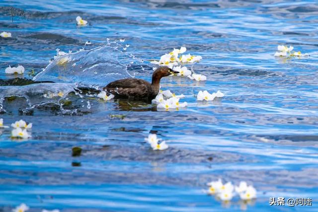 洱海鸟事之:幸福的黑水鸡和䴙䴘,在这里可敞吃国家二级保护植物
