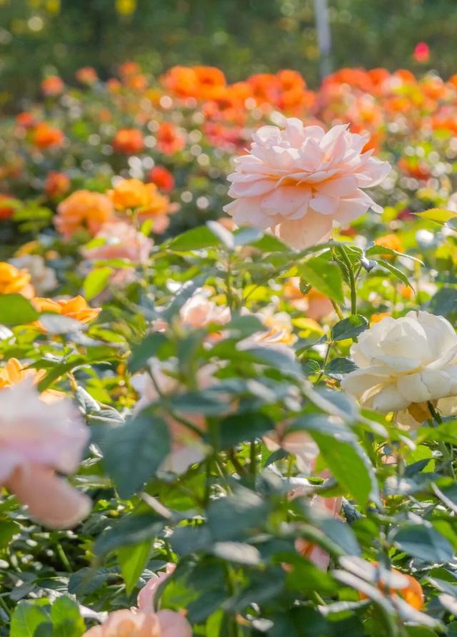 漫步前海：邂逅花海、踏浪听风，在摩天轮下收藏一城浪漫