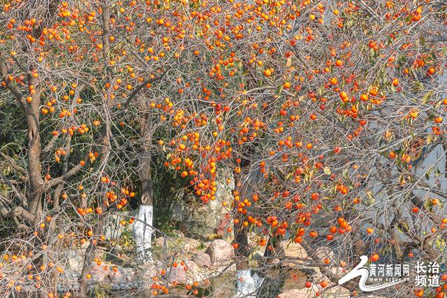 红透山间！长治老顶山“柿”意正浓