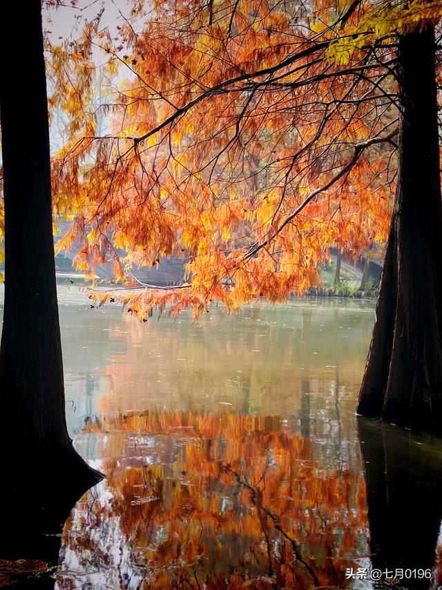 明孝陵探秘之燕雀湖邂逅落羽杉