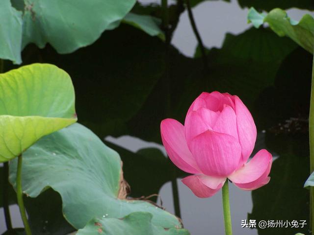 扬州，什么季节最美？