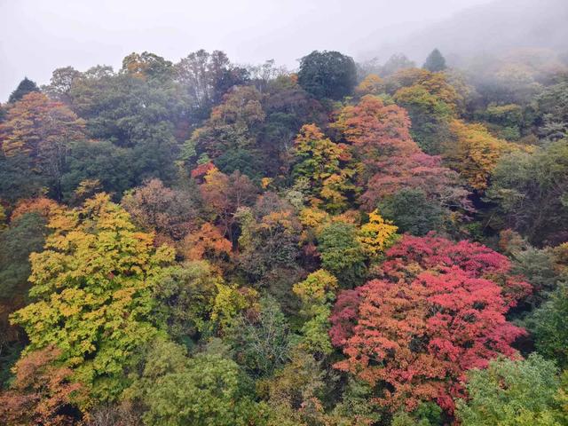 听劝!别再去光雾山米仓山人挤人,红叶没有啦!
