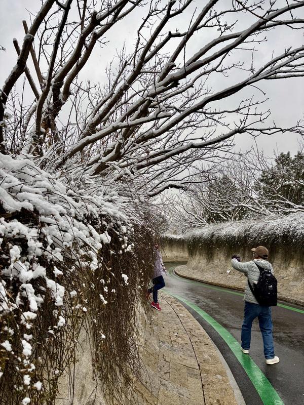 瑞雪飘然而至中国海滨城市青岛