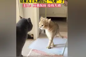 笑抽了！猫咪和同伴吵架，结果把自己"气晕了",网友:喊缺氧啦！图片