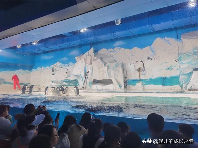最新天津极地海洋馆一日游攻略——亲测实用!所有演出都可看完!