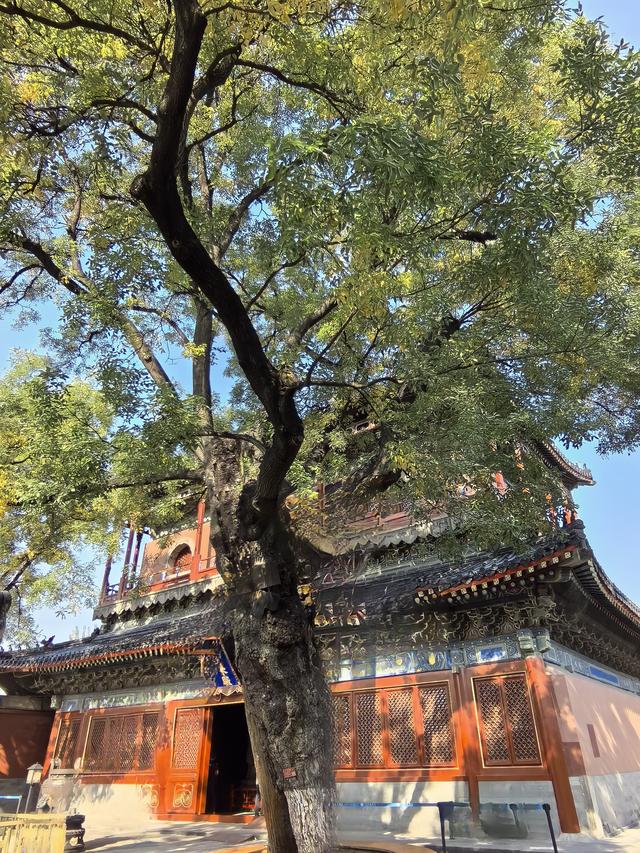 北京智化寺，小巷中的禅修之所