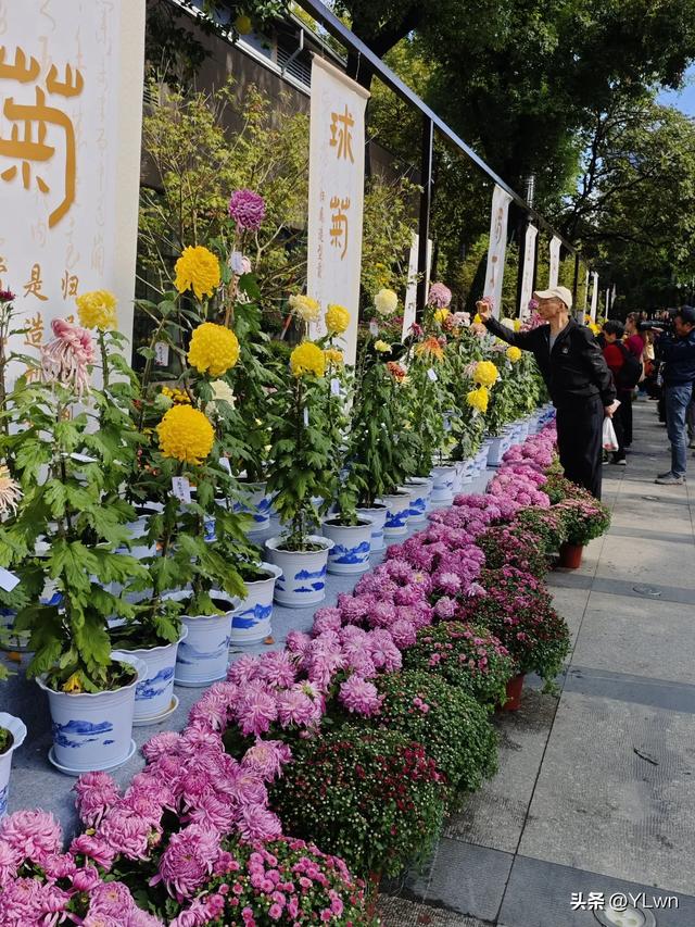拱墅区菊花展分会场,无需预约无需门票,逛桥西历史直接赏菊花