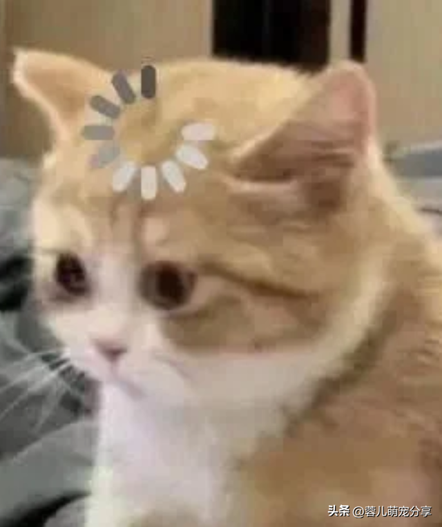 妹子去买饺子，突然发现铲饺子的铲子很眼熟，养猫人看了都沉默了