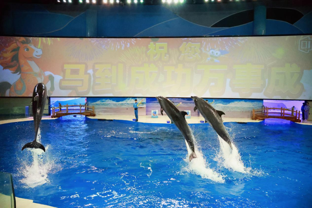 灯会、烟花、巡游……日照元宵游玩最全攻略来了！