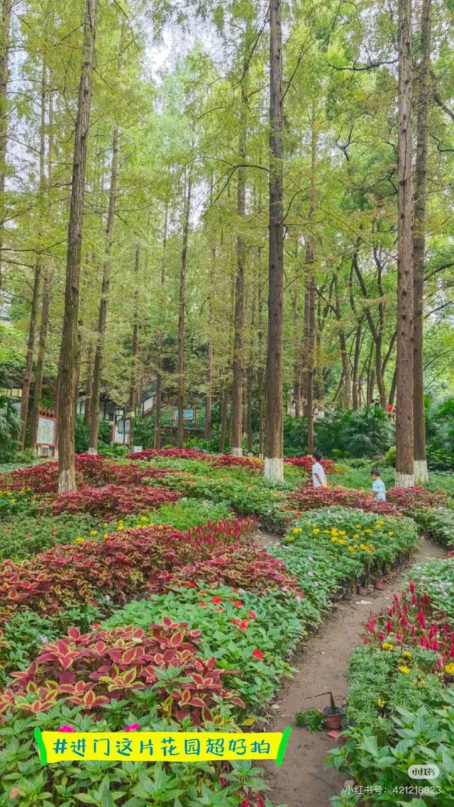 爆火！高铁1.5h！好吃不输乐山，安逸不差成都！这座火遍全国的川南小城是时候被挖掘！