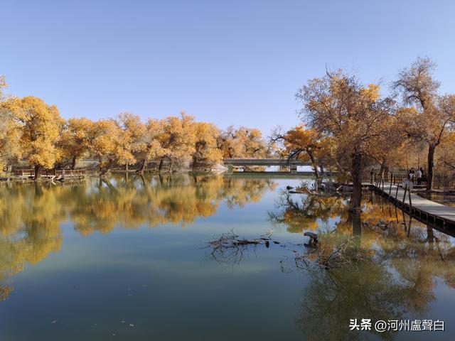 额济纳旗胡杨林