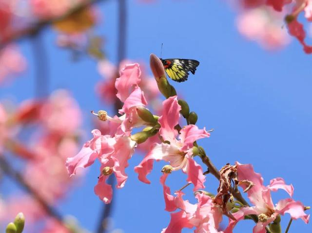 初冬限定！星湖美景焕新上线，打卡要趁早~