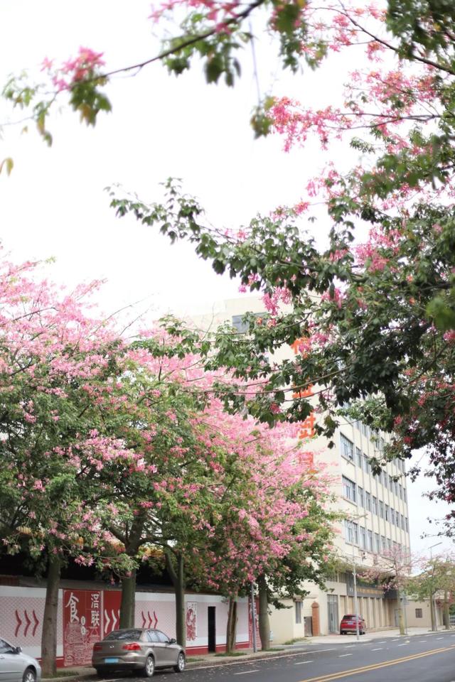 秋意浓，花开正艳！这周末，来东莞万江赏花秋游吧！