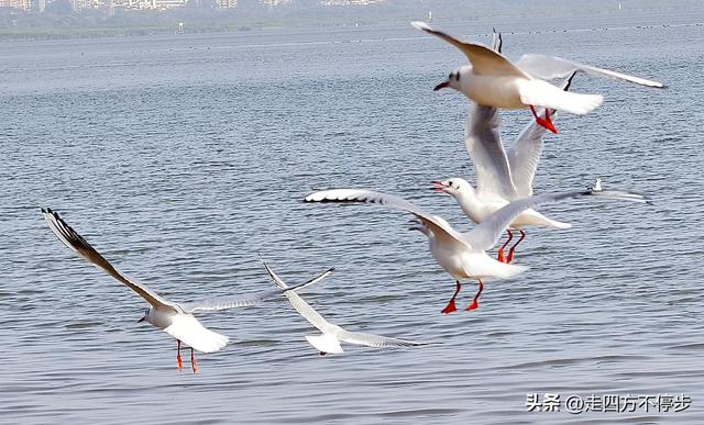 深圳湾观鸟：海舞鸟歌映盛世