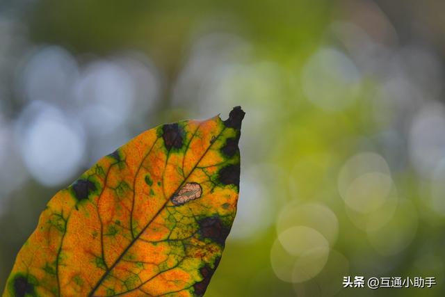 腾龙 90mm F/2.8 Di III MACRO VXD 上手使用体验
