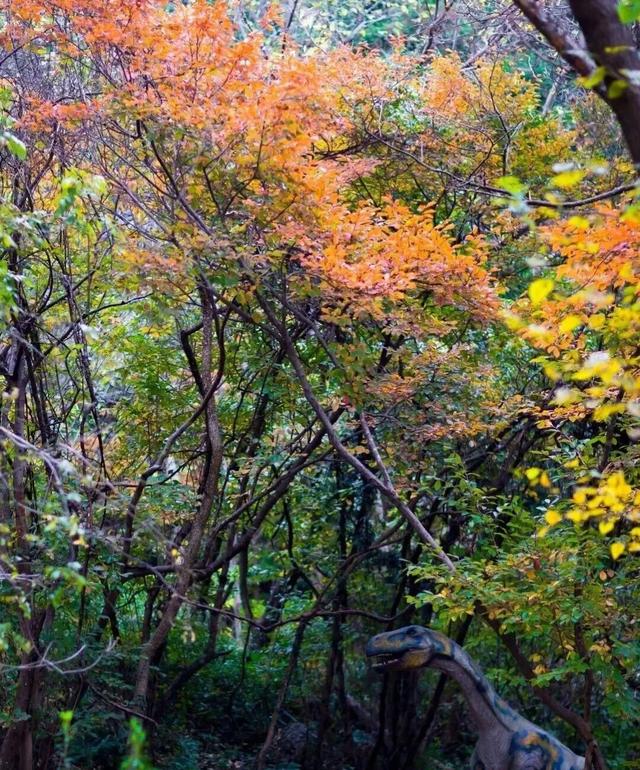 黄陂这些点位出片率绝了！