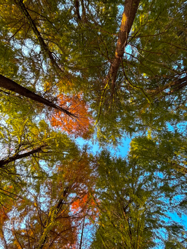 此刻的临沂，把清欢藏进风景里