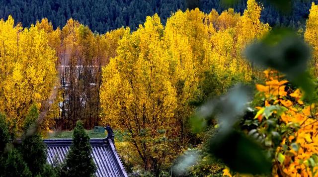 2025利州秋色，每一帧都是限定浪漫