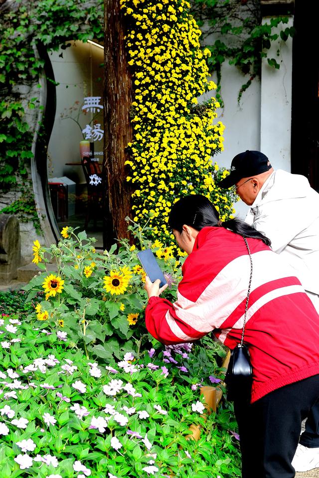 惠山古镇丨姹紫嫣红菊又来