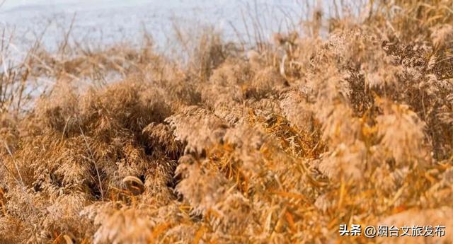 【乐游烟台】季节限定！烟台福山这片绝美芦苇荡出片率100%