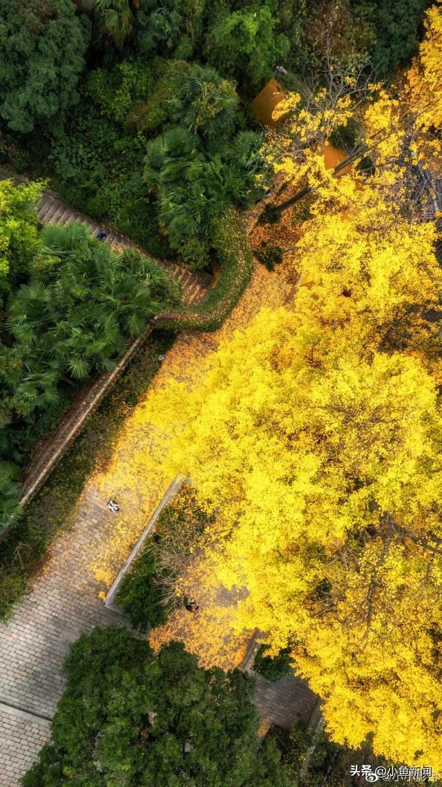 金色的苏州，开始了！