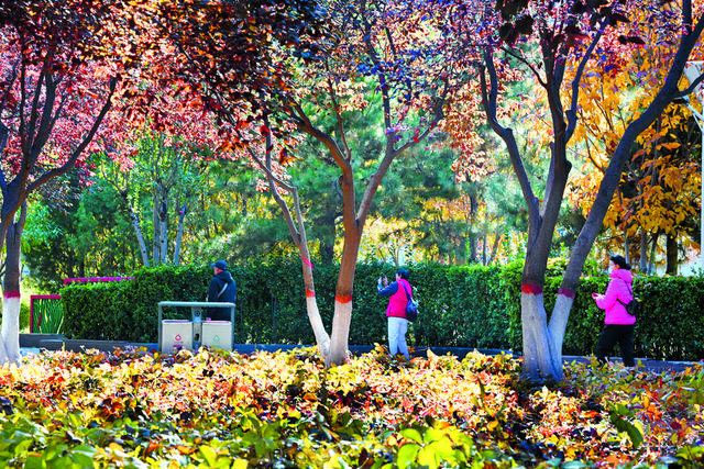 影像纪实 | 石家庄：一城斑斓入画来