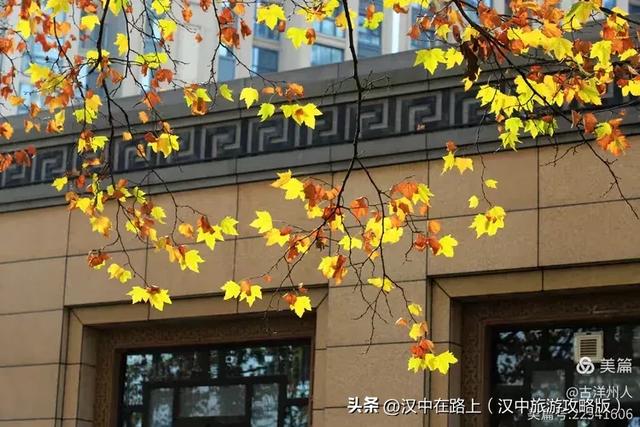 汉中老厂区的梧桐大道，太火了！