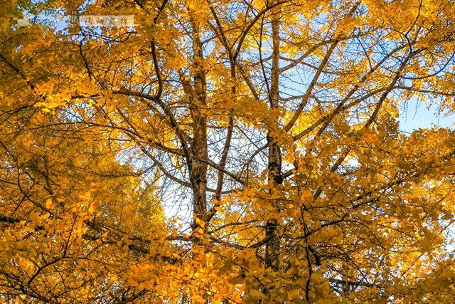 11月的云南腾冲,3000株银杏迎来黄金观赏期,美成人间仙境!