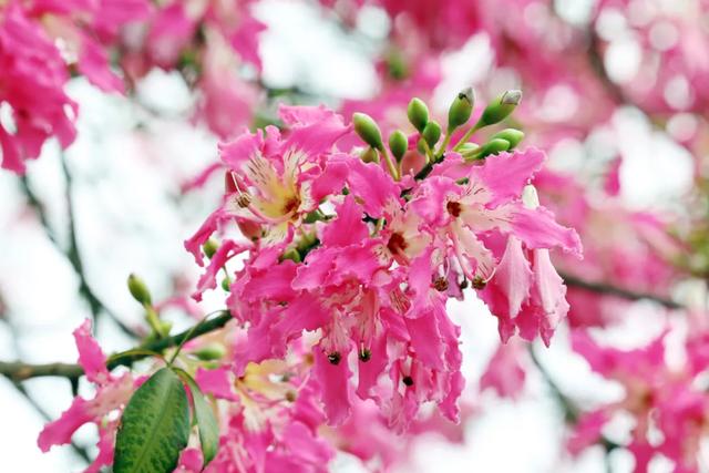 美翻了!石碣街头异木棉盛放,一树树粉花演绎都市浪漫