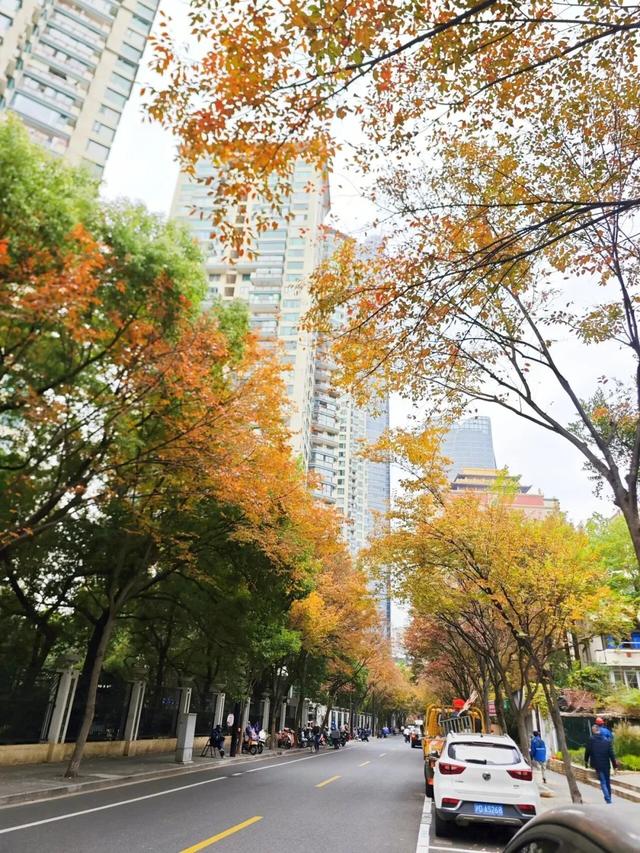 秋日限定｜“落叶不扫”模式开启，44条景观道观赏指南请收藏！